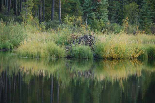 Patricia Lake Loop